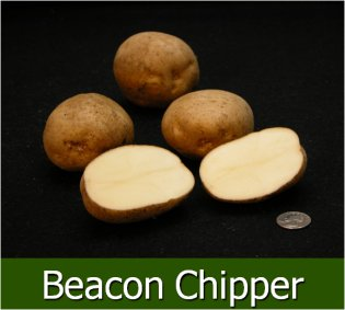 Beacon Chipper